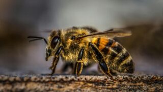 A close-up photo of a bee.