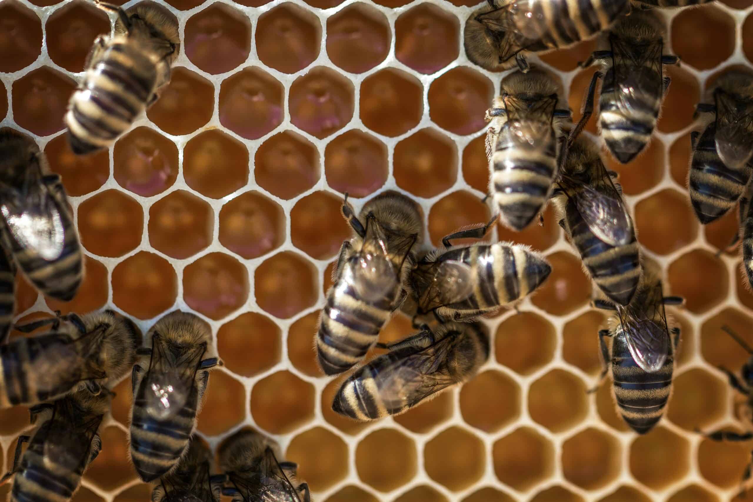 A close-up photo of bees on their beehive.