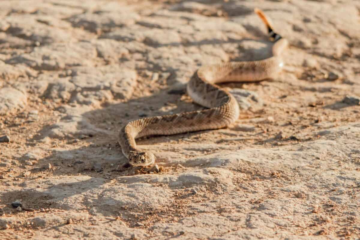 A snake crawling on the sand on a sunny day.