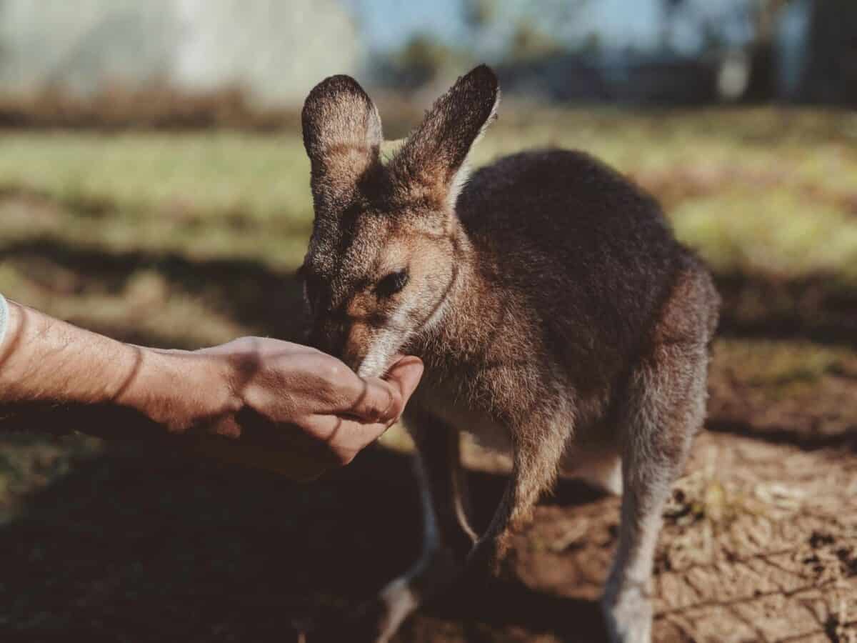 A young kangaroo being hand-fed by its owner.
