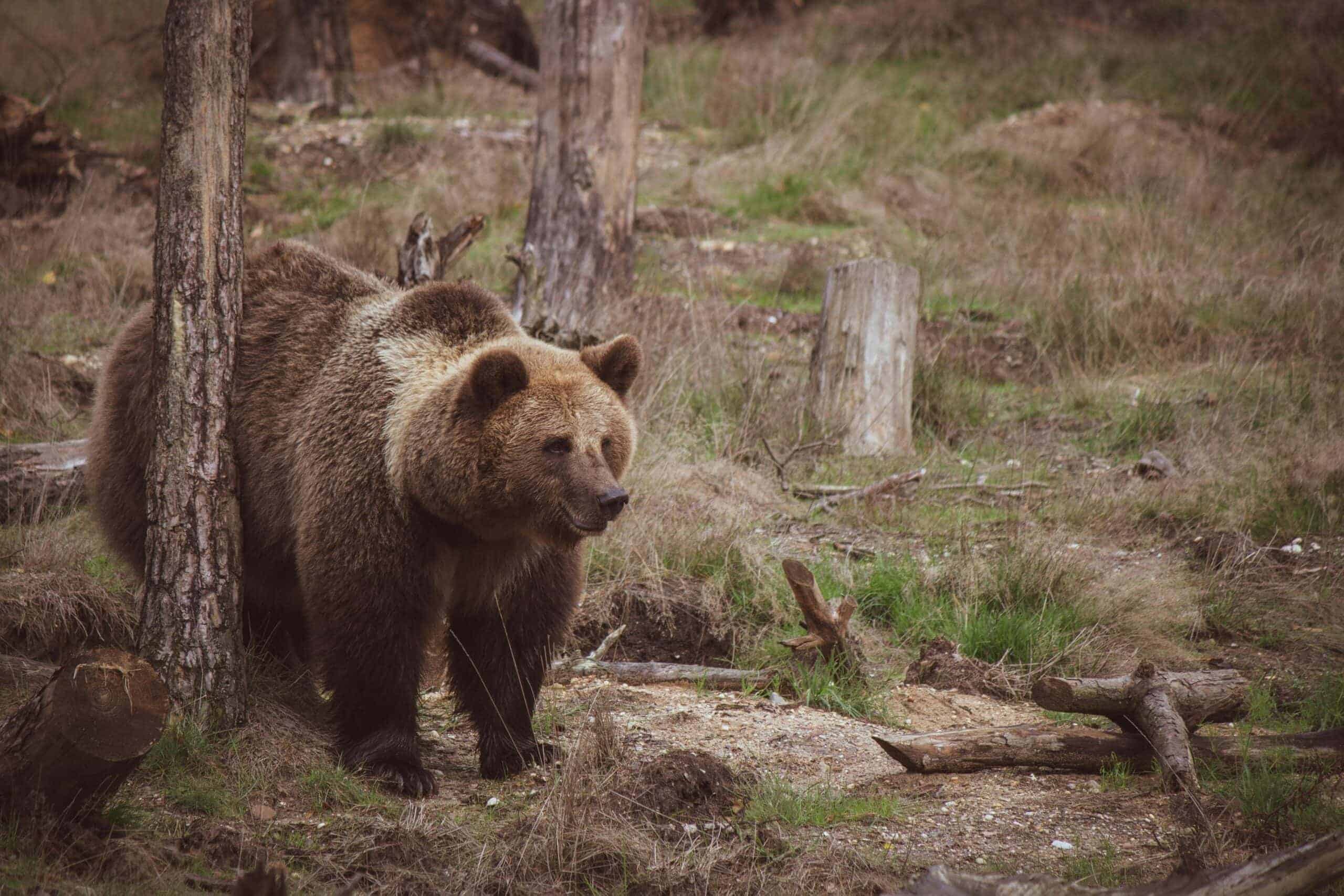 A bear wandering in the woods.