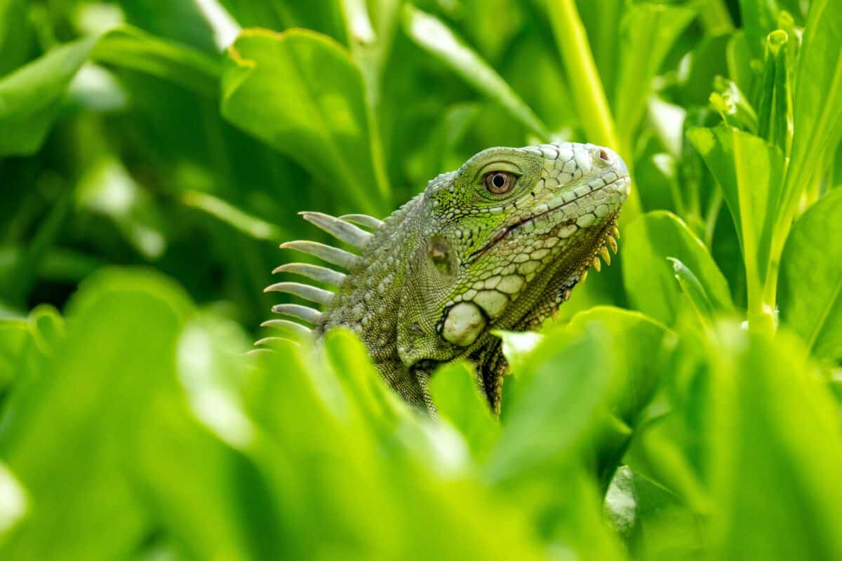 An iguana camouflages among the plants.