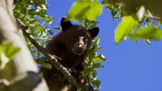 A black bear staring from an elevated area.