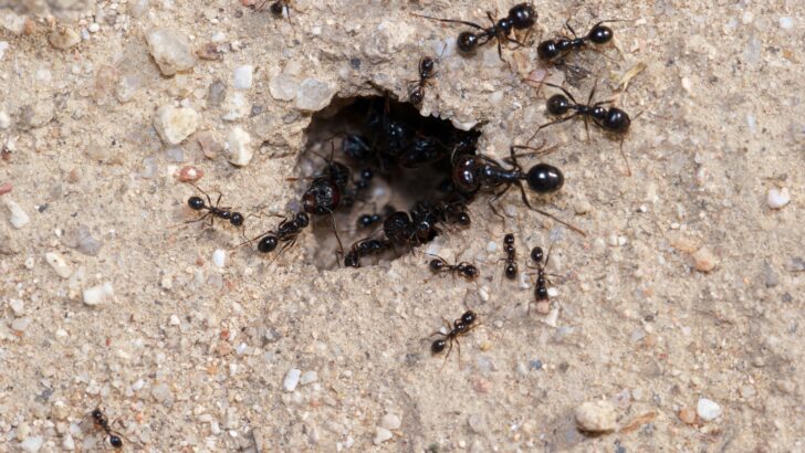 Asian Needle Ants Spread in Eastern U.S., Raising Alarms