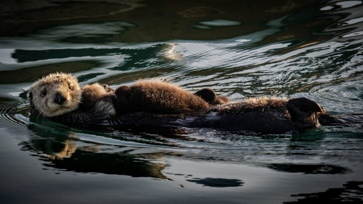 10 Adorable Facts About Otters That Will Make You Smile