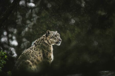 How Snow Leopards Survive at the Edge of the World