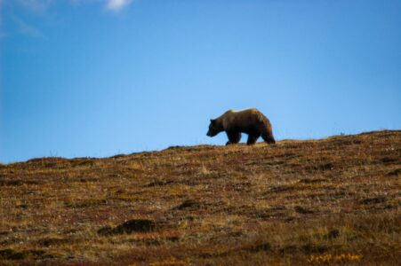 12 U.S. States Where You’re Most Likely to See Wild Bears
