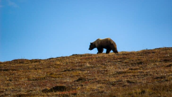 12 U.S. States Where You’re Most Likely to See Wild Bears