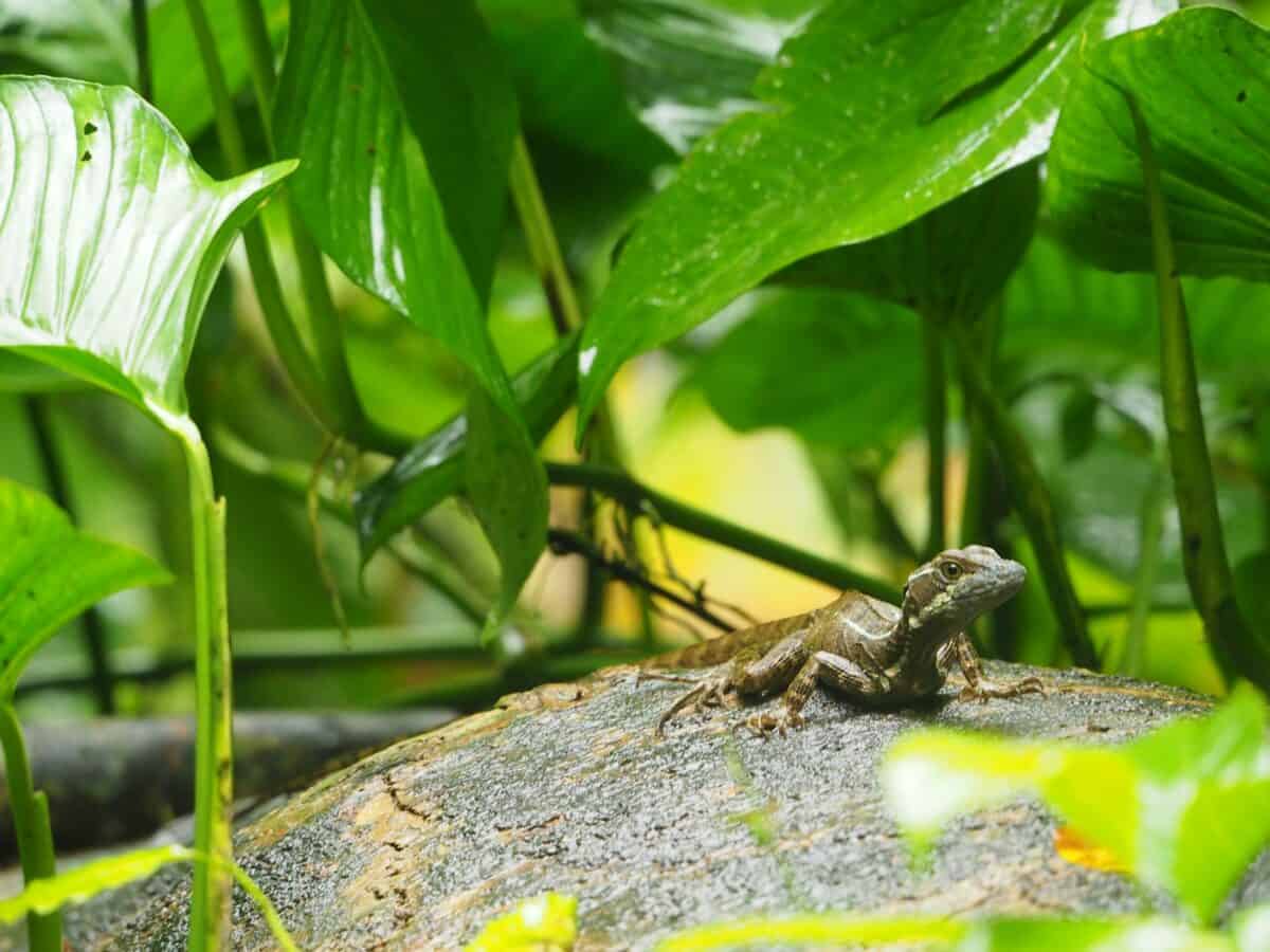 a lizard is sitting on a rock in the grass