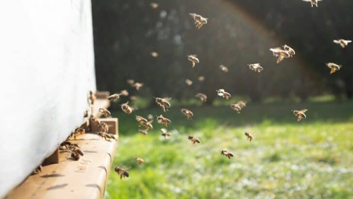 Bees Versus Wasps: How to Tell Them Apart and Why It Matters