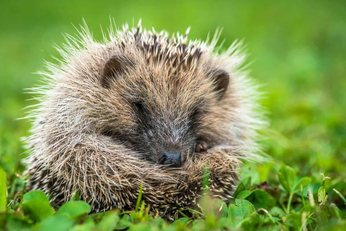 a hedgehog in the grass