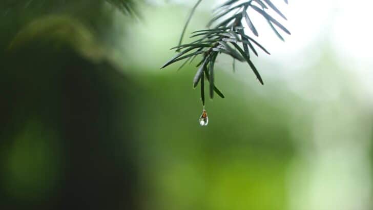 An Entire Ecosystem Was Found in a Single Raindrop