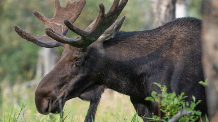 Moose Attacks Woman and Dog at Anchorage Park