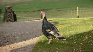 A turkey wandering on the streets.