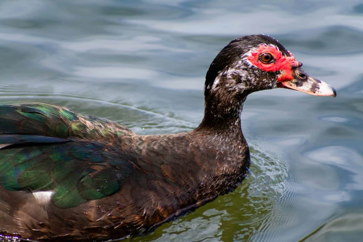 A black duck with red linings on its face.