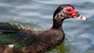 A black duck with red linings on its face.