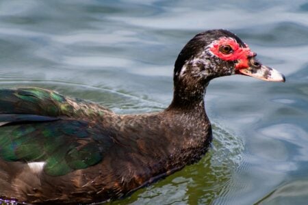Duck Attacks Florida Residents in String of Aggressive Encounters