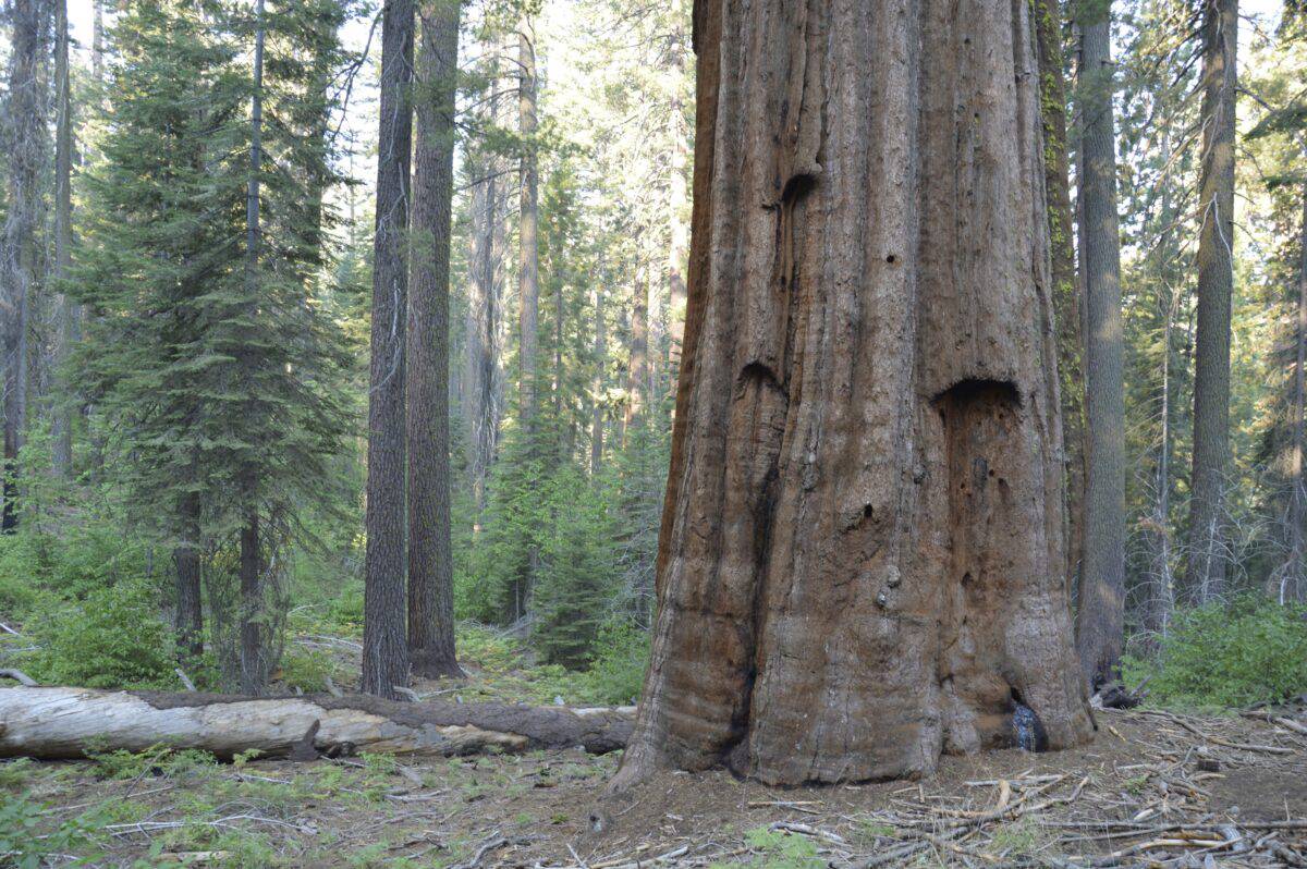 The abundance of big trees in the woods.