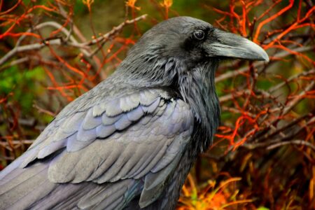Why Ravens Are the Ultimate Problem-Solvers of the Animal World