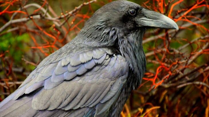 Why Ravens Are the Ultimate Problem-Solvers of the Animal World