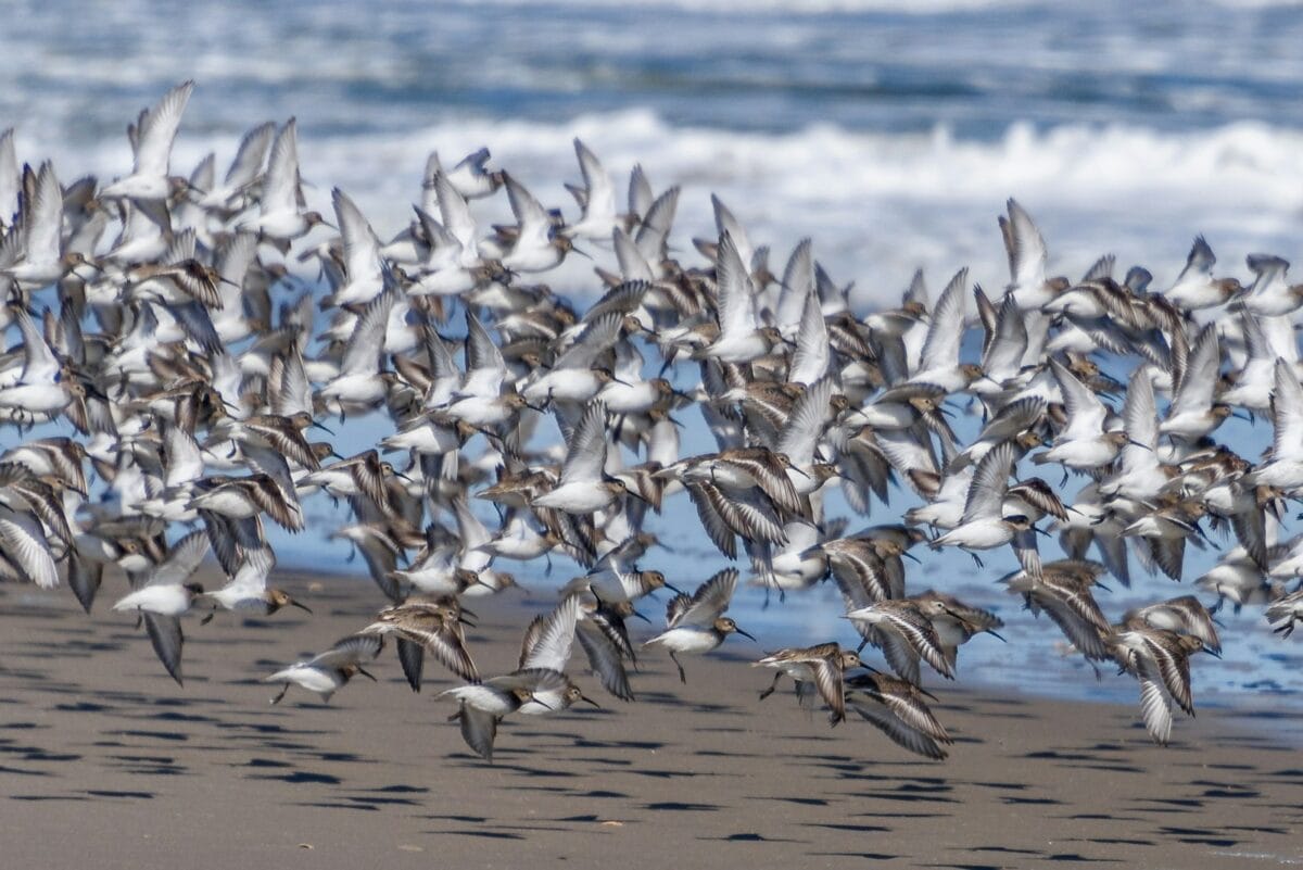 white and black birds on shore during daytime
