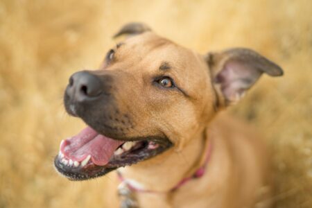 The Real Reason Dogs Hate Fireworks