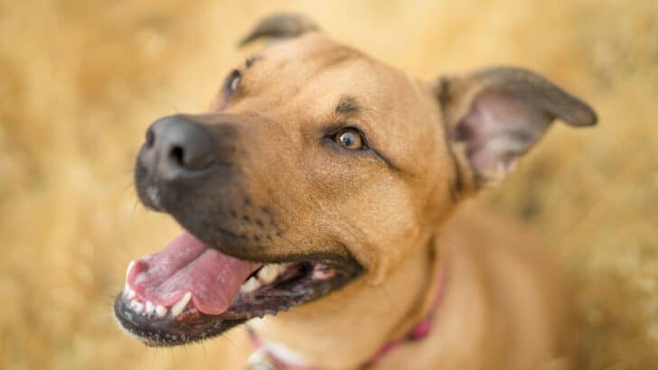 The Real Reason Dogs Hate Fireworks
