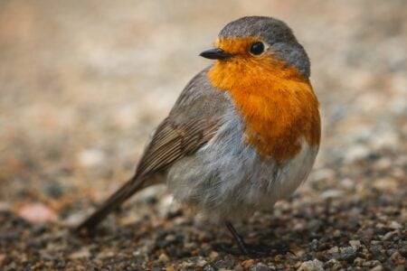 The Bird That Can See Magnetic Fields