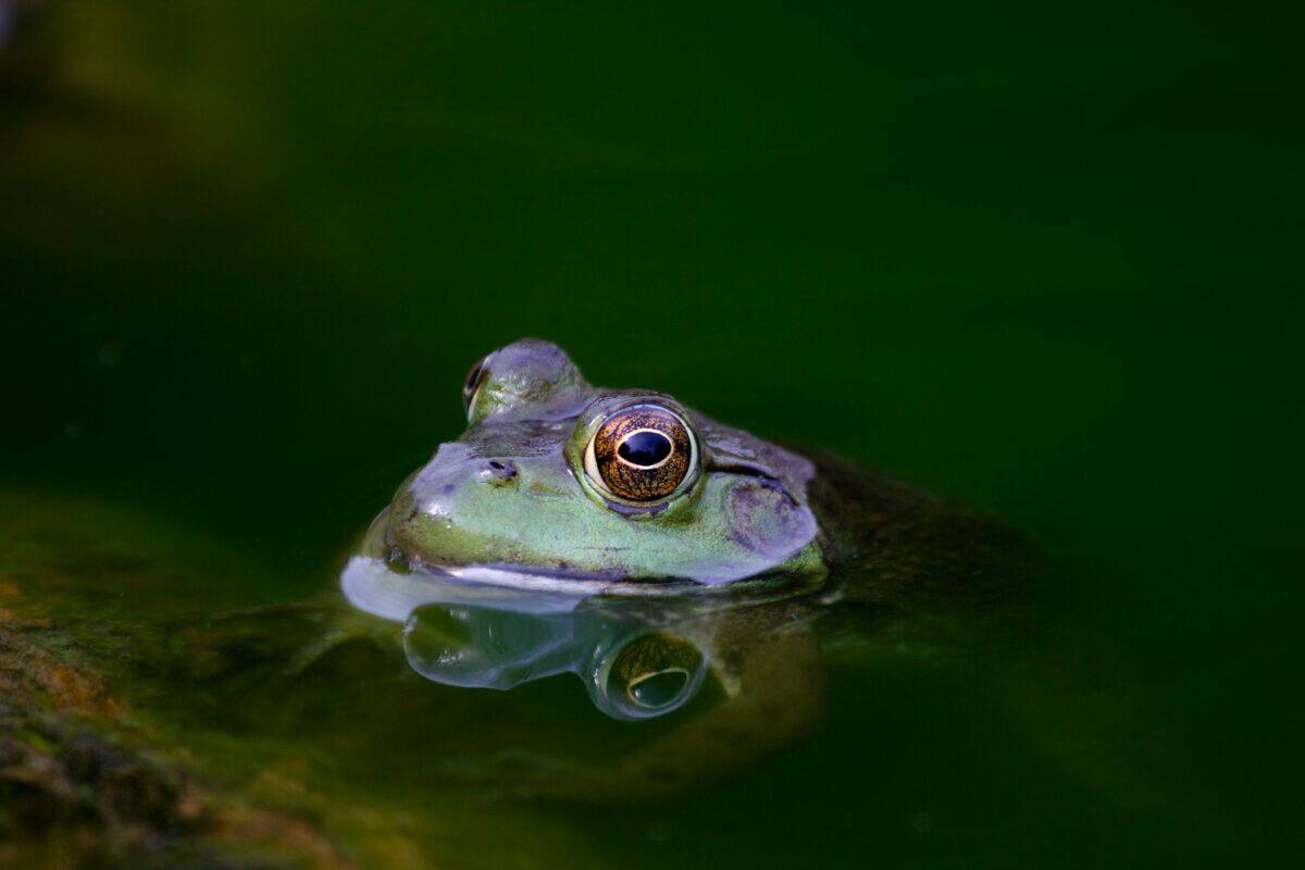 shallow focus photography of purple frog
