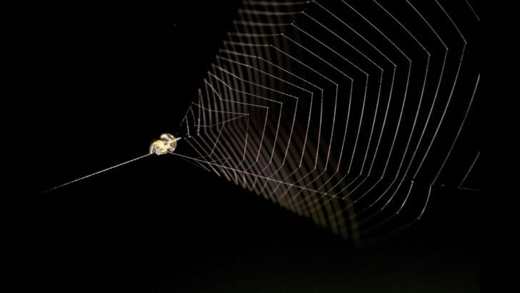 Why Spiders Don’t Get Stuck in Their Own Webs