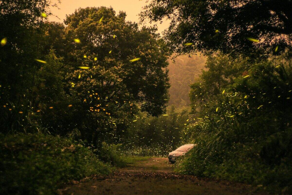 green trees and plants during daytime