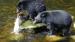 Two black bear cubs quench their thirst with lake water.