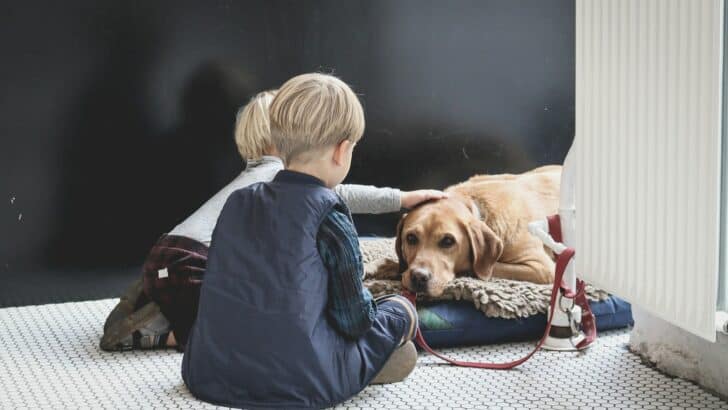 Why Some Pets Prefer Kids Over Adults