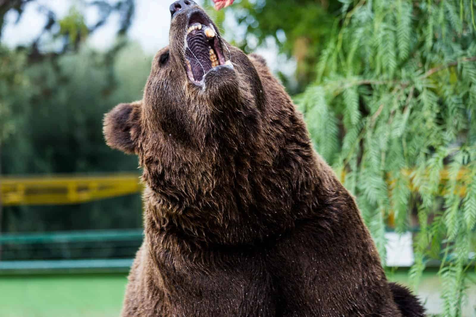 a large brown bear standing on its hind legs