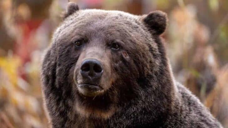 Florida Man and Beloved Dog Involved In a Fatal Bear Attack