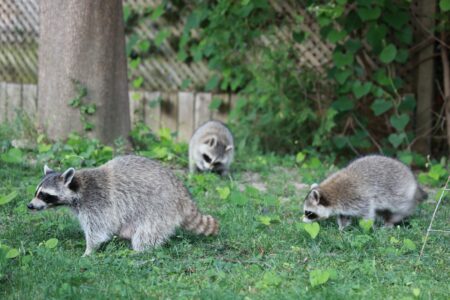 Wildlife Encounters You Might Have on a Spring Hike