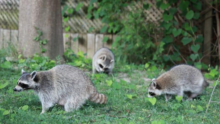 Wildlife Encounters You Might Have on a Spring Hike