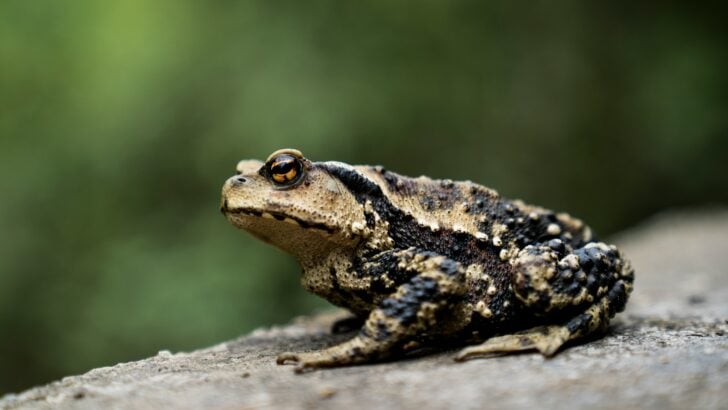 Why Toads Are One of the Most Underrated Creatures on the Planet