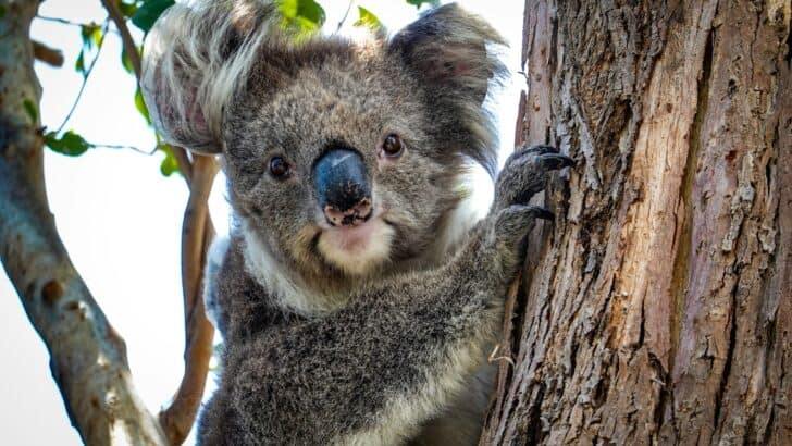 3,500 Species at Risk: How Climate Change Is Reshaping the Animal Kingdom