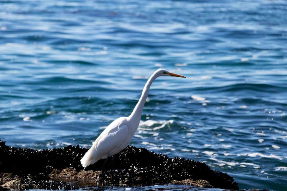 a white bird standing on a rock in the water