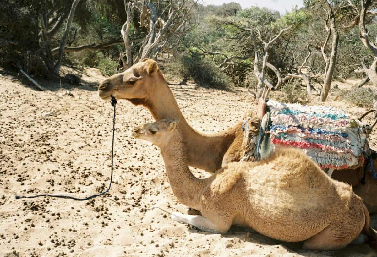 A camel sitting in the desert with a blanket on its back