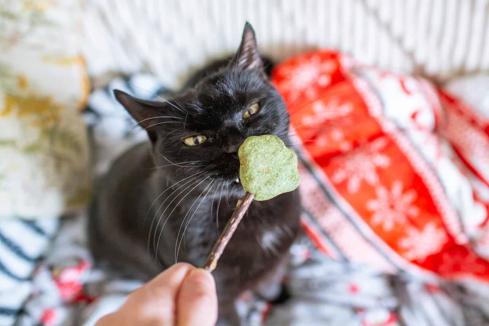 A black cat is eating a green lollipop