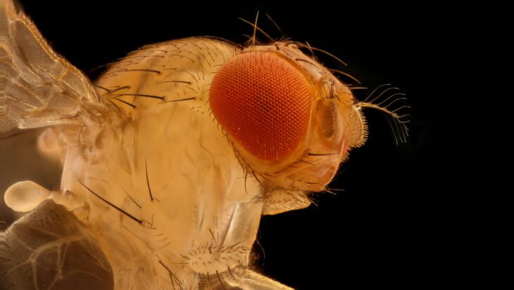 Flesh-Eating Fly Threatens Texas Livestock