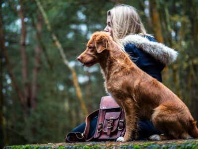 Parrots, Dolphins, and Dogs: Animals That Understand Commands