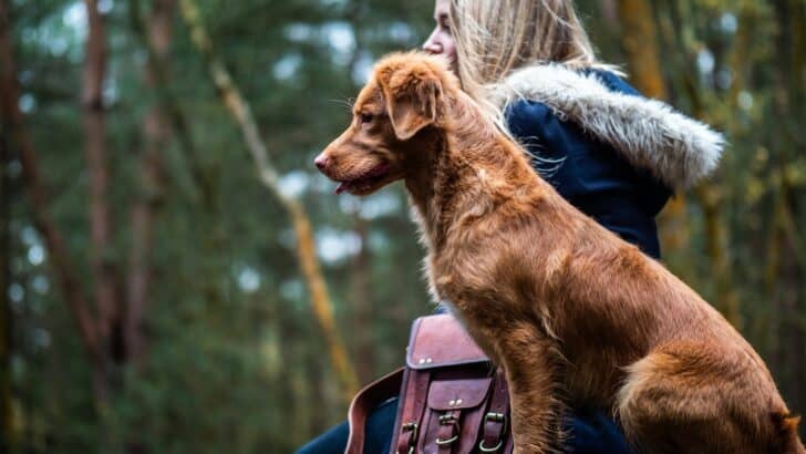 Parrots, Dolphins, and Dogs: Animals That Understand Commands