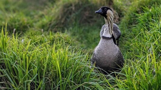 Meet the Rare Birds That Thrive Across the Hawaiian Islands