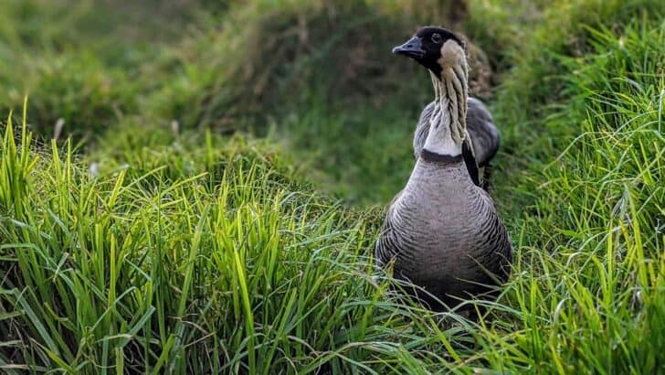 Meet the Rare Birds That Thrive Across the Hawaiian Islands