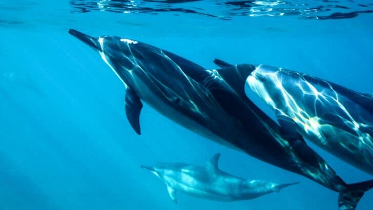 The Animals With the Best Memory Skills in the Wild
