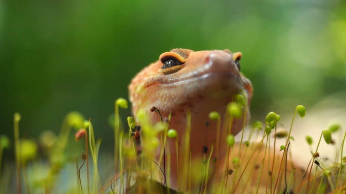 A close up of a frog in a field of grass