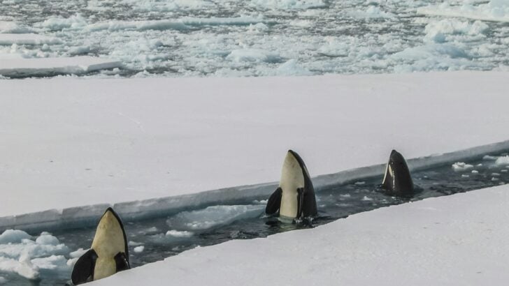 Beginner&rsquo;s Guide to Spotting Orcas in the Wild